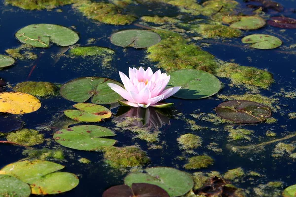 Nenúfar Crece Florece Octubre Lago Parque Ciudad Norte Israel — Foto de Stock