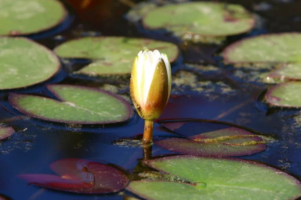 Lírio Aquático Cresce Floresce Outubro Lago Parque Cidade Norte Israel — Fotografia de Stock