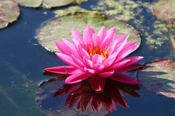 Nenúfar Crece Florece Octubre Lago Parque Ciudad Norte Israel — Foto de Stock