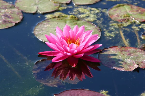 Water Lily Grows Blooms October Lake City Park Northern Israel — Stock Photo, Image