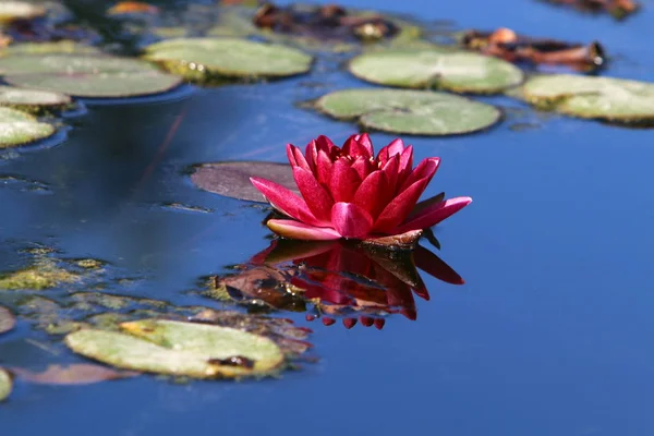 Water Lily Grows Blooms October Lake City Park Northern Israel — Stock Photo, Image