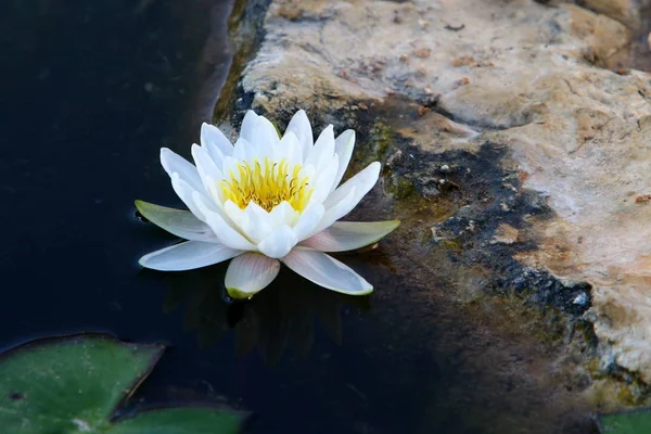 Nenúfar Crece Florece Octubre Lago Parque Ciudad Norte Israel — Foto de Stock