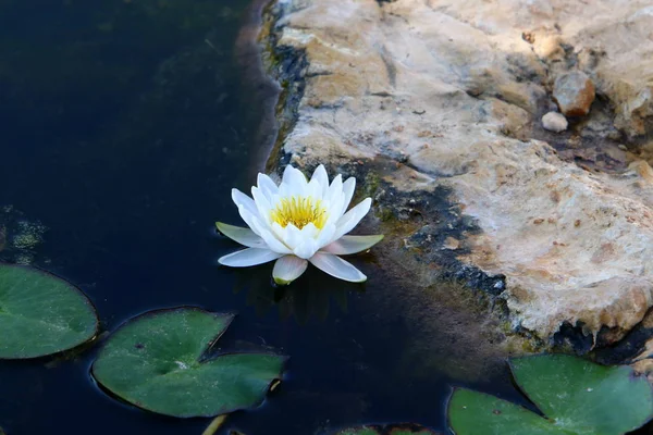 Nenúfar Crece Florece Octubre Lago Parque Ciudad Norte Israel — Foto de Stock