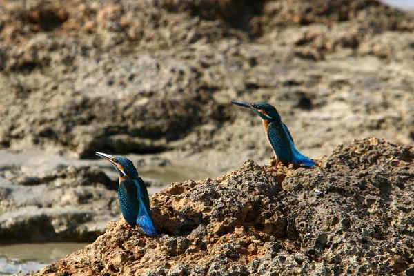 Pequeno Kingfisher Azul Senta Uma Pedra Nas Margens Mar Mediterrâneo — Fotografia de Stock