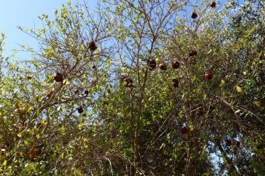 Kuzey İsrail 'de bir şehir bahçesinde olgunlaşmış kırmızı narlar. 