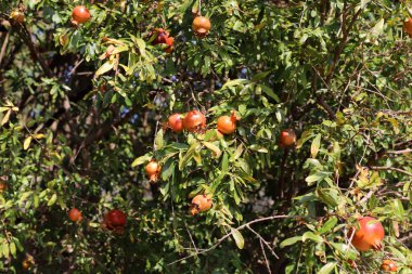 Kuzey İsrail 'de bir şehir bahçesinde olgunlaşmış kırmızı narlar. 