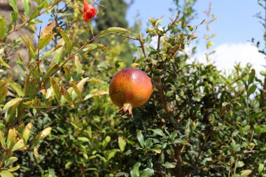 Kuzey İsrail 'de bir şehir bahçesinde olgunlaşmış kırmızı narlar. 
