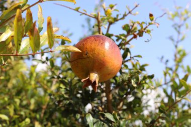 Kuzey İsrail 'de bir şehir bahçesinde olgunlaşmış kırmızı narlar. 