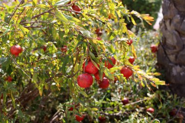 Kuzey İsrail 'de bir şehir bahçesinde olgunlaşmış kırmızı narlar. 