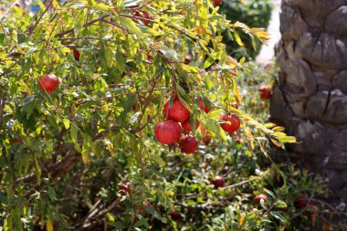 Kuzey İsrail 'de bir şehir bahçesinde olgunlaşmış kırmızı narlar. 