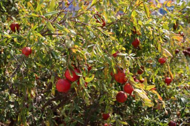 Kuzey İsrail 'de bir şehir bahçesinde olgunlaşmış kırmızı narlar. 