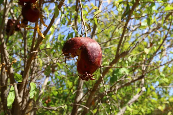 Romãs Vermelhas Amadurecidas Jardim Cidade Norte Israel — Fotografia de Stock