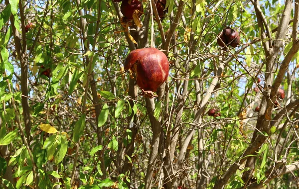 Granadas Rojas Maduraron Jardín Ciudad Norte Israel —  Fotos de Stock