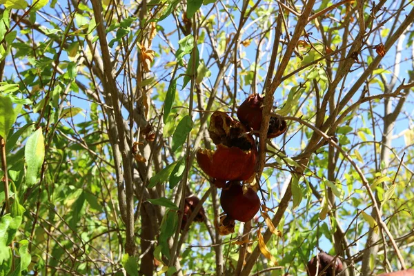 Granadas Rojas Maduraron Jardín Ciudad Norte Israel — Foto de Stock