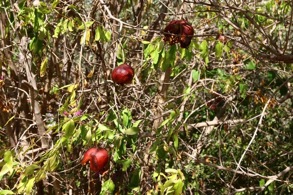 Red Pomegranates Ripened City Garden Northern Israel — Stock Photo, Image