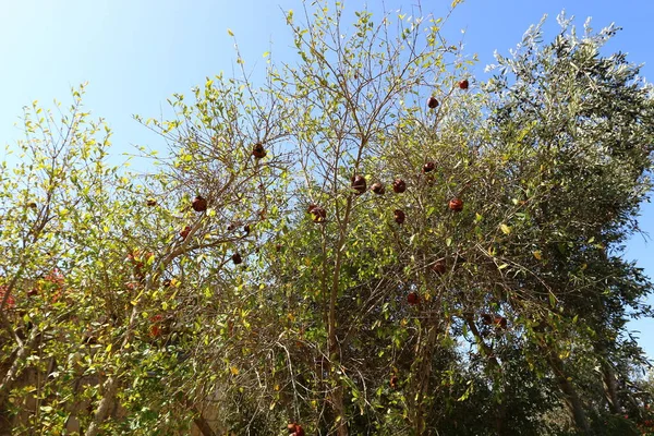 Czerwone Granaty Dojrzewały Miejskim Ogrodzie Północnym Izraelu — Zdjęcie stockowe