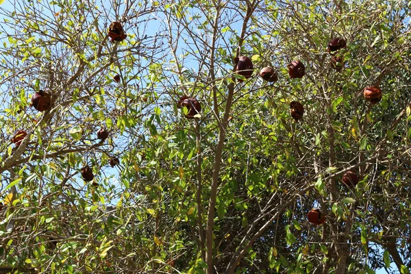 Červené Granátové Jablko Zrající Městské Zahradě Severním Izraeli — Stock fotografie