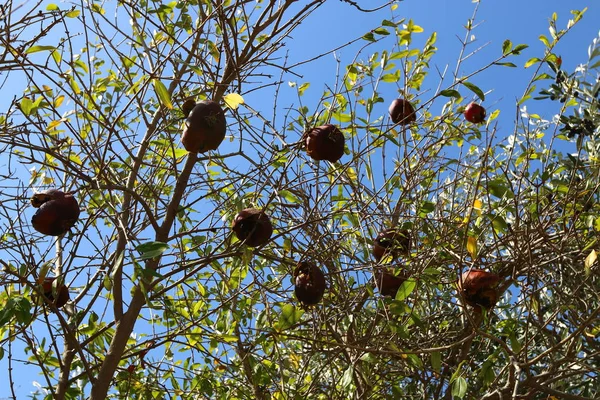 イスラエル北部の都市の庭で赤いザクロが熟し — ストック写真