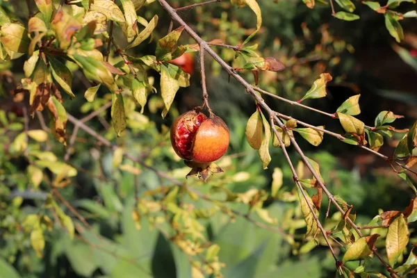 Granadas Rojas Maduraron Jardín Ciudad Norte Israel — Foto de Stock