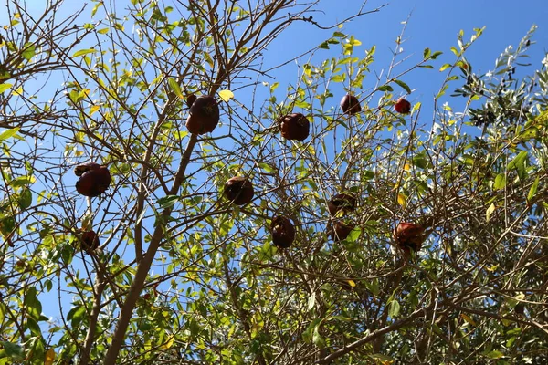 Romãs Vermelhas Amadurecidas Jardim Cidade Norte Israel — Fotografia de Stock