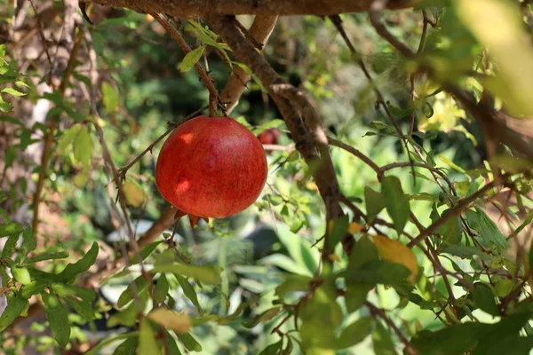 Red Pomegranates Ripened City Garden Northern Israel — Stock Photo, Image