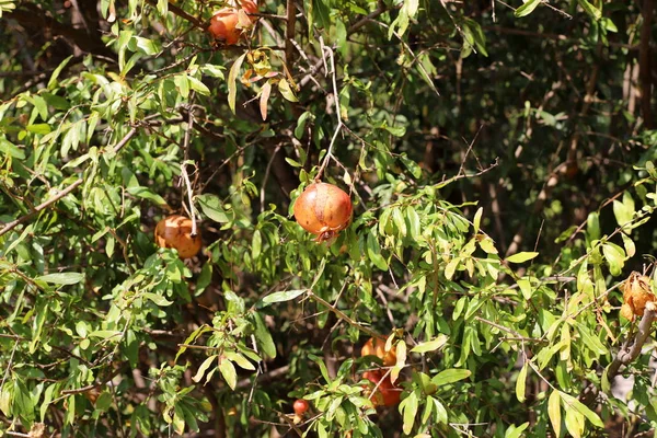 이스라엘 북부의한 동산에서는 석류가 익었다 — 스톡 사진