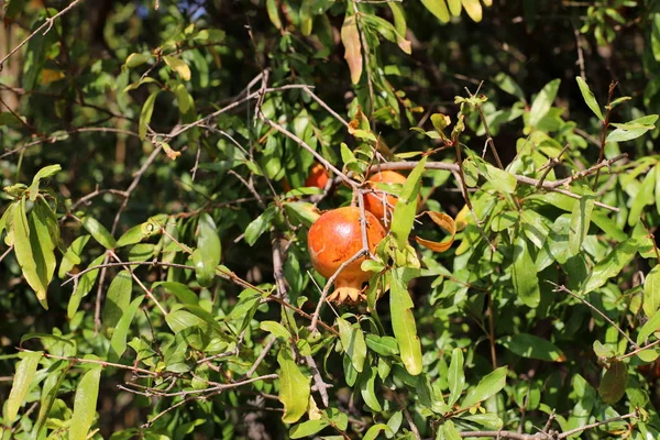 Romãs Vermelhas Amadurecidas Jardim Cidade Norte Israel — Fotografia de Stock