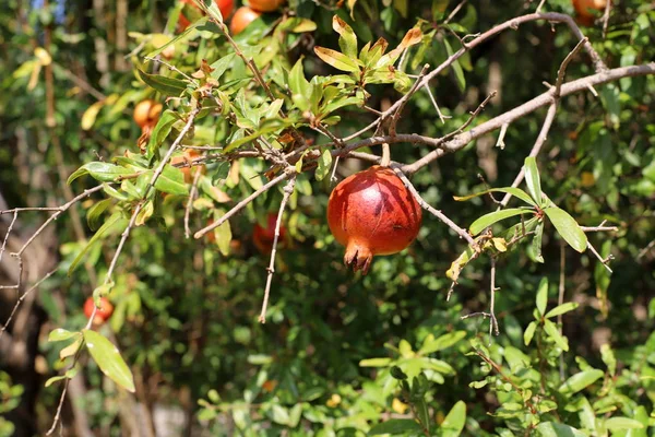 Melograni Rossi Maturati Giardino Della Città Nel Nord Israele — Foto Stock