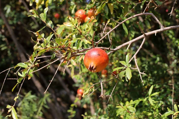 Czerwone Granaty Dojrzewały Miejskim Ogrodzie Północnym Izraelu — Zdjęcie stockowe