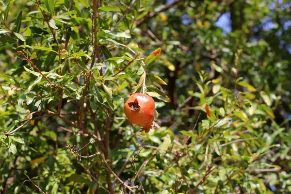 Romãs Vermelhas Amadurecidas Jardim Cidade Norte Israel — Fotografia de Stock