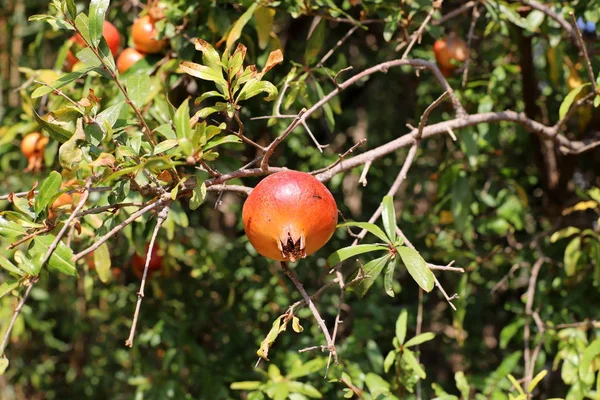 Red Pomegranates Ripened City Garden Northern Israel — Stock Photo, Image