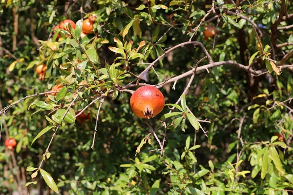 Romãs Vermelhas Amadurecidas Jardim Cidade Norte Israel — Fotografia de Stock