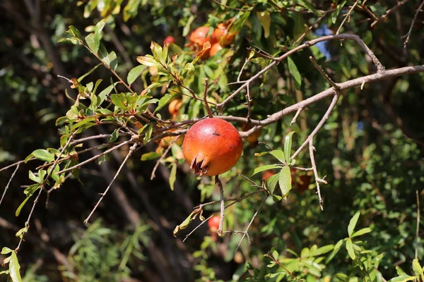 Röda Granatäpplen Som Mognat Stadsträdgård Norra Israel — Stockfoto