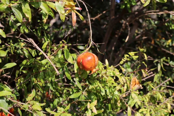 Red Pomegranates Ripened City Garden Northern Israel — Stock Photo, Image