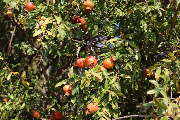 Red Pomegranates Ripened City Garden Northern Israel — Stock Photo, Image