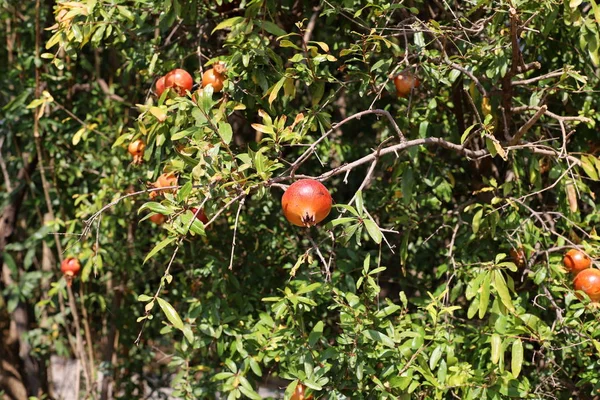 Červené Granátové Jablko Zrající Městské Zahradě Severním Izraeli — Stock fotografie