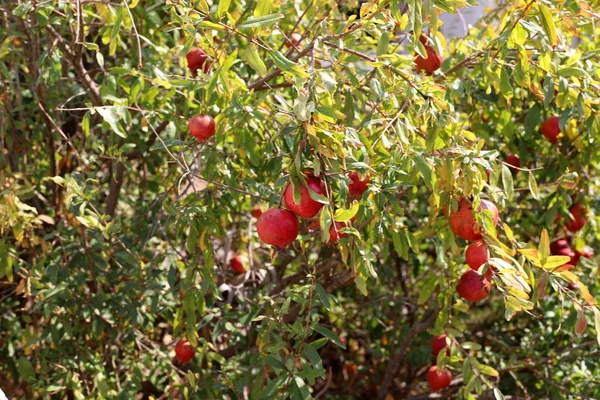 Κόκκινα Ρόδια Ωριμάζουν Έναν Κήπο Της Πόλης Στο Βόρειο Ισραήλ — Φωτογραφία Αρχείου