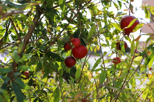 Red Pomegranates Ripened City Garden Northern Israel — Stock Photo, Image