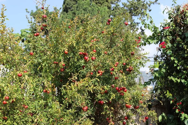 Red Pomegranates Ripened City Garden Northern Israel — Stock Photo, Image