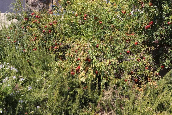 Grenades Rouges Mûries Dans Jardin Urbain Dans Nord Israël — Photo