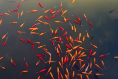 Küçük, kırmızı balıklar Kuzey İsrail 'de taze bir gölde yüzerler. 