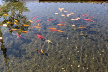 Küçük, kırmızı balıklar Kuzey İsrail 'de taze bir gölde yüzerler. 