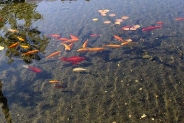 Küçük, kırmızı balıklar Kuzey İsrail 'de taze bir gölde yüzerler. 