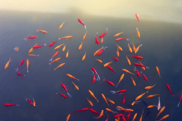 Small Red Fish Swim Fresh Lake Northern Israel — Stock Photo, Image