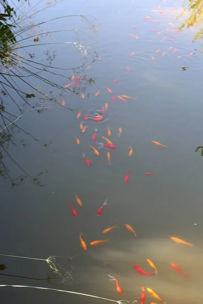 Small Red Fish Swim Fresh Lake Northern Israel — Stock Photo, Image