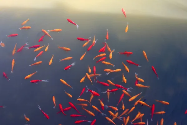 Pequenos Peixes Vermelhos Nadam Lago Fresco Norte Israel — Fotografia de Stock