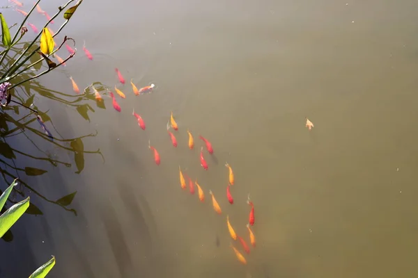 Маленькая Красная Рыбка Плавает Свежем Озере Севере Израиля — стоковое фото