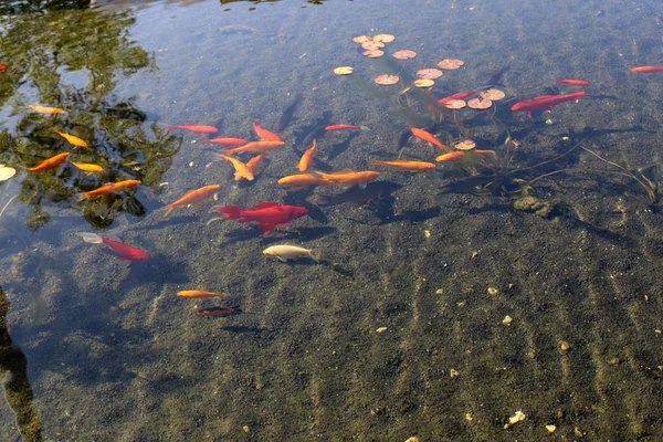 イスラエル北部の新鮮な湖で小さな赤い魚が泳ぎ — ストック写真