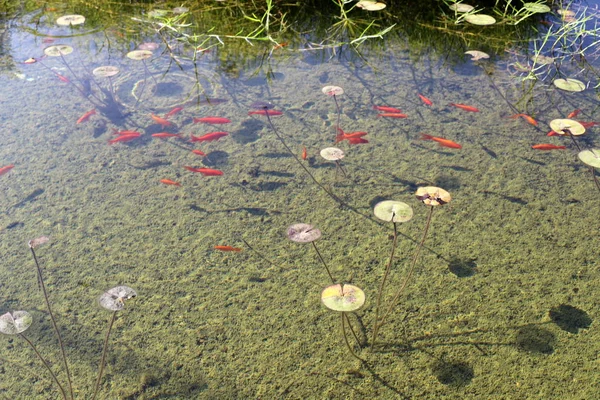 イスラエル北部の新鮮な湖で小さな赤い魚が泳ぎ — ストック写真