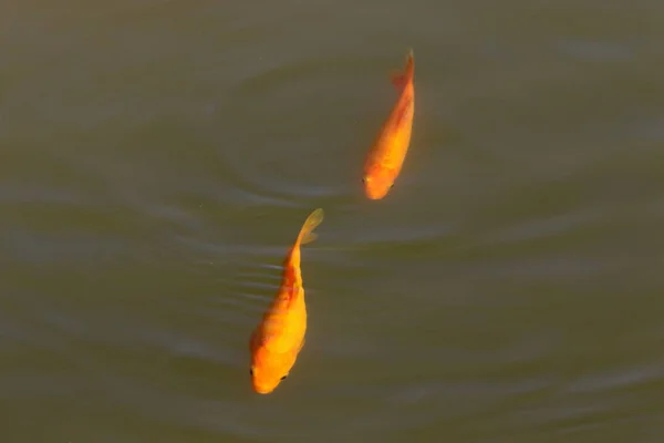 Pequeños Peces Rojos Nadan Lago Fresco Norte Israel —  Fotos de Stock